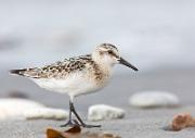 Sanderling - Sanderling (Calidris alba)